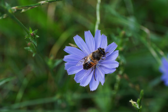 Close-up of a brown floral fly on a blue chicory flower