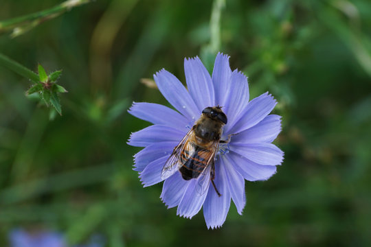 Macro view from above of a striped flower fly on a blue inflorescence of chicory