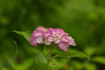 Obraz premium 雨の日の紫陽花