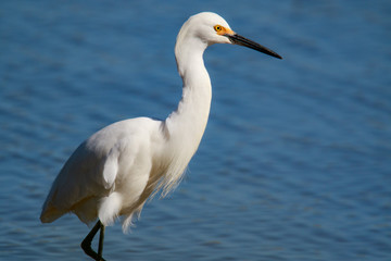 Great Snowy Egret