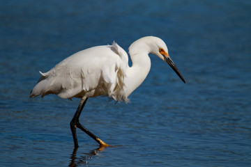Great Snowy Egret