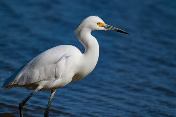 Obraz premium Great Snowy Egret