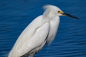 Great Snowy Egret