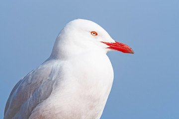 Silver Gull Portrait