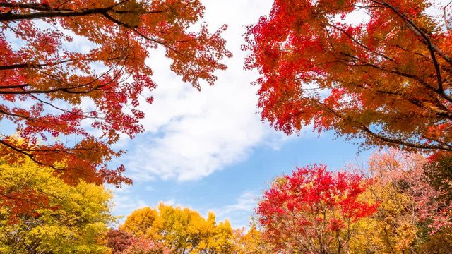 Seoul South Korea. Clouds are flowing over pretty autumn maple trees in the fall. Time lapse.