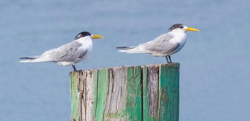 Crested Tern Pair