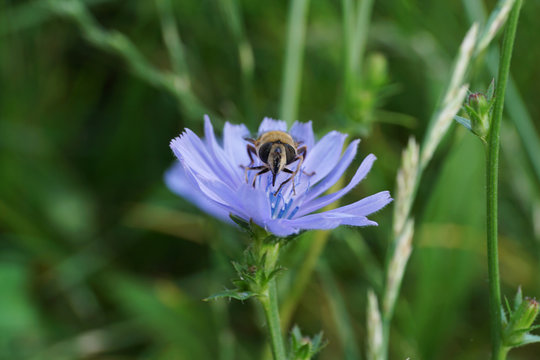 Close-up front view of a flowerfly sitting on a chicory flower