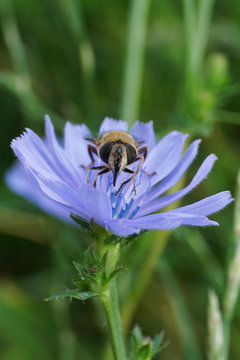 Close-up front view of a flowerfly sitting on a chicory