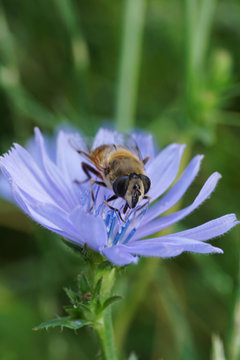 Macro of a brown striped floral fly Syrphidae on blue chicory