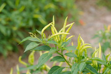 green chilies growing in a vegetable garden. Ready for harvest.