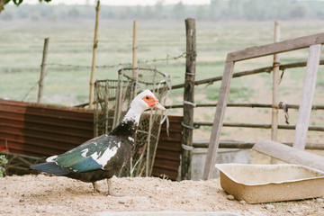 Mute duck. Duck in farm. Duck staring at you. Muscovy duck