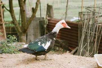 Mute duck. Duck in farm. Duck staring at you. Muscovy duck