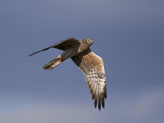 Montagus harrier (Circus pygargus)