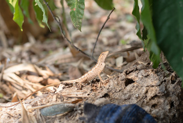 Close up thai chameleon on the tree.