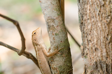 Close up thai chameleon on the tree.