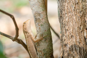 Obraz premium Close up thai chameleon on the tree.