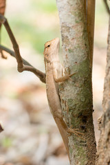 Close up thai chameleon on the tree.