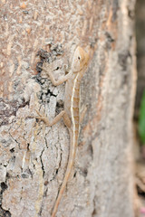 Close up thai chameleon on the tree.