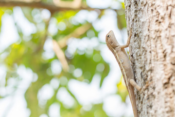 Close up thai chameleon on the tree.