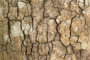 Tree bark texture background.