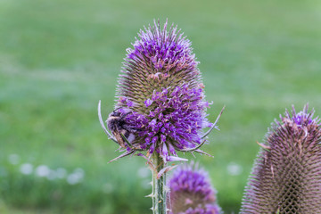 thistle