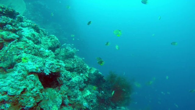 underwater landscape of the tropical sea, fish and corals of different color