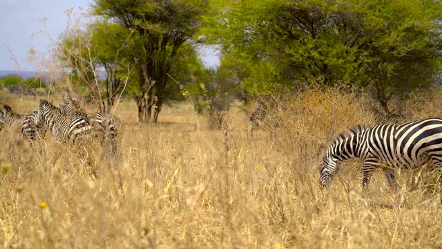 zebras running across screen. Zebras African safari. Africa, Kenia, Tanzania, Safari. Serengeti, Tanzania, Africa. Zebras running in a field in Africa.
