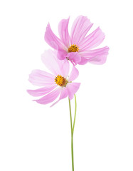  Two light pink Cosmos flowers isolated on white background. Garden Cosmos