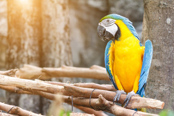 Colorful macaw parrots bird on a tree branch with sunlight background.