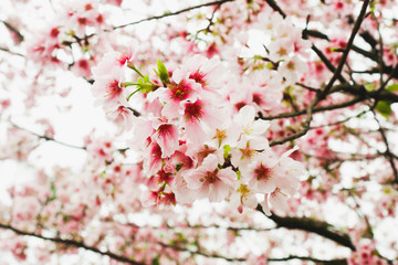 Obraz premium Close up of Fresh white sakura in the garden