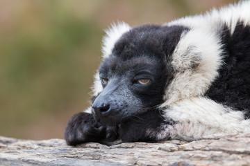 Fototapeta premium Vari noir et blanc en gros plan