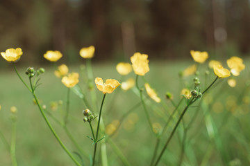 Small yellow flowers with dark background
