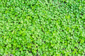 Fresh green leaves.Green background with leaves.