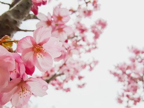 Beautiful pink cheery blossom or sakura flower is blooming in spring season with nature background