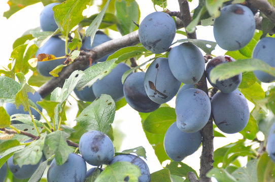 Ripe plums on branch. Plum plantation with a ripe plums on tree