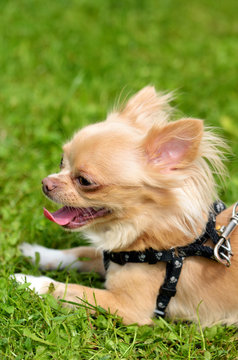 Cute little chihuahua with tongue out lying on the grass