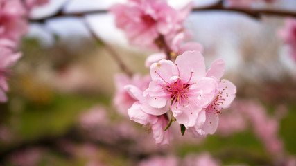 Beautiful cherry blossom pink sakura in spring time in the park