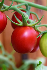 A bunch of small red ripe tomatoes on the Bush closeup, vertical