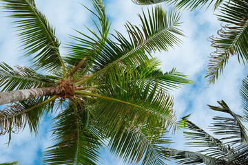 Naklejka na ściany i meble Coconut tree with clear blue sky