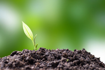 Close up of young sprout grow.