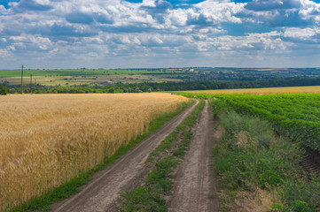 Fototapeta na wymiar Earth road between ripe wheat fields leading to Novo-Aleksandrivka village near Dnipro city in central Ukraine