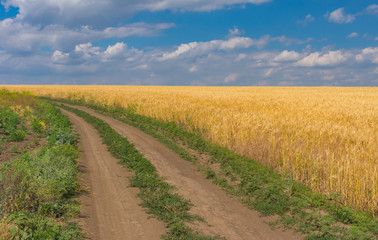 Fototapeta na wymiar Summer landscape with an earth road and ripe wheat field near Dnipro city, central Ukraine