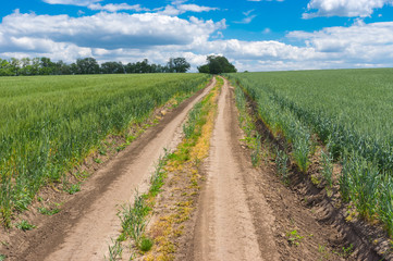 Fototapeta na wymiar Earth road between unripe wheat fields near Dnipro city in central Ukraine