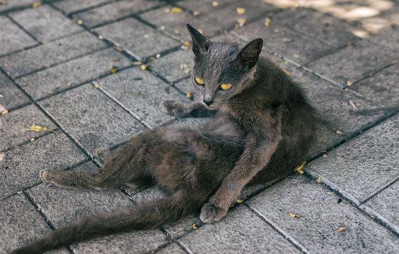 Portrait of alien cat with yellow eyes lying on a dirty pavement and watching