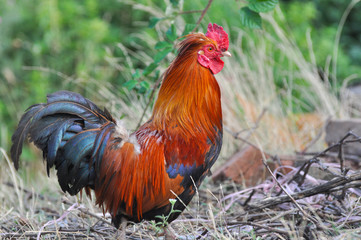 Beautiful multi colored rooster on farm. Colorful cock in backyard

