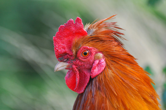Beautiful rooster  with a red comb and a yellow beak. Isolated rooster portrait