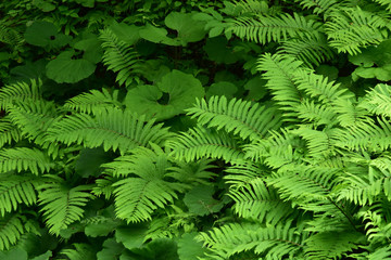 フキとシダが群生する森
