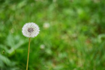草原のタンポポの綿毛