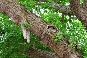 イチョウの乳根
