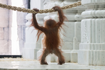 Bébé Orang-outan de dos levant les bras